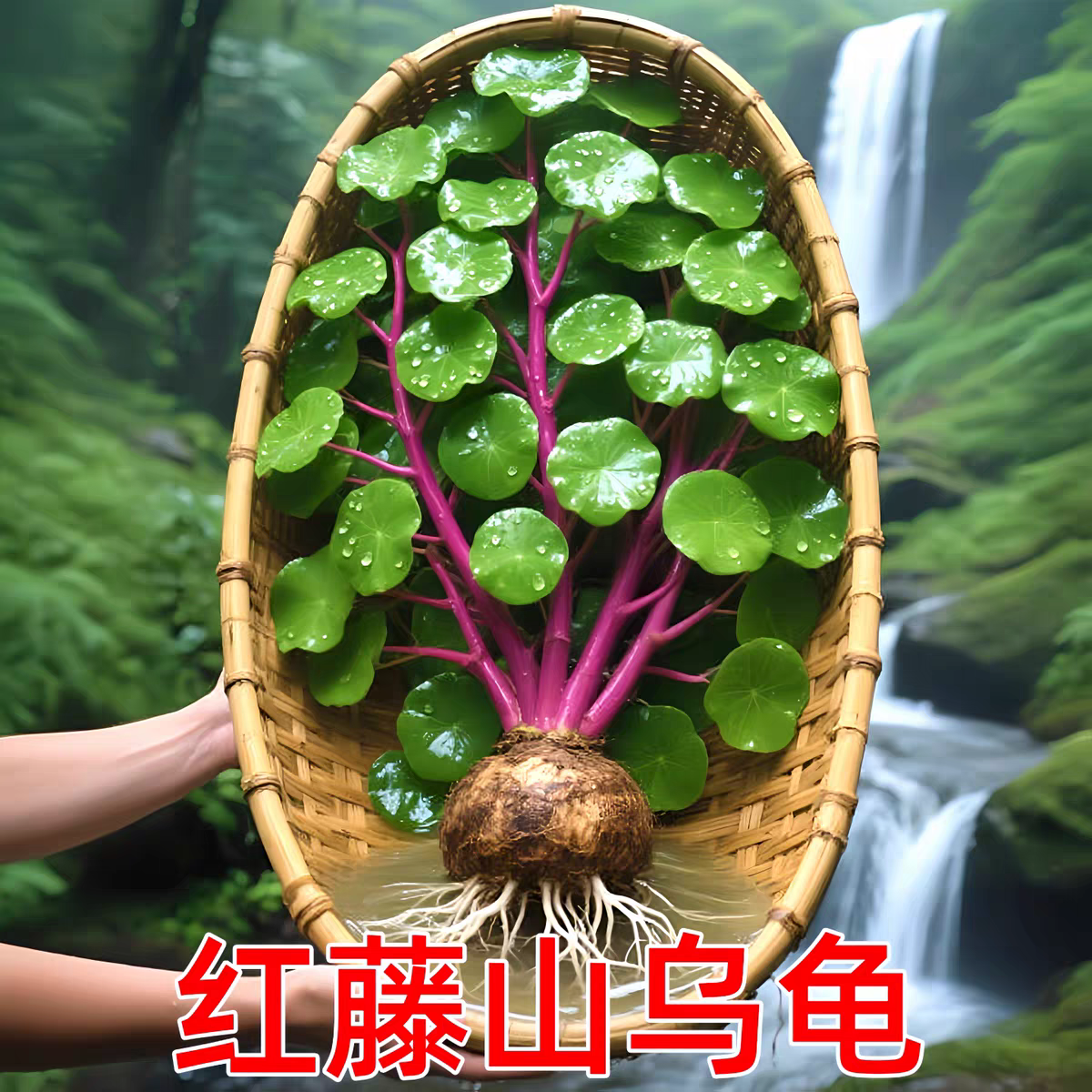 红藤山乌龟金不换爬藤植物水培盆栽适合室内绿植花卉养死包赔