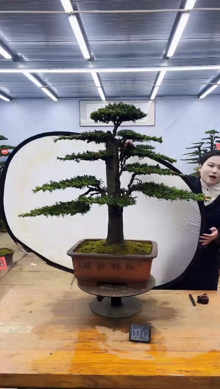 【闪购商品】高端盆景一物一拍，所见即所得