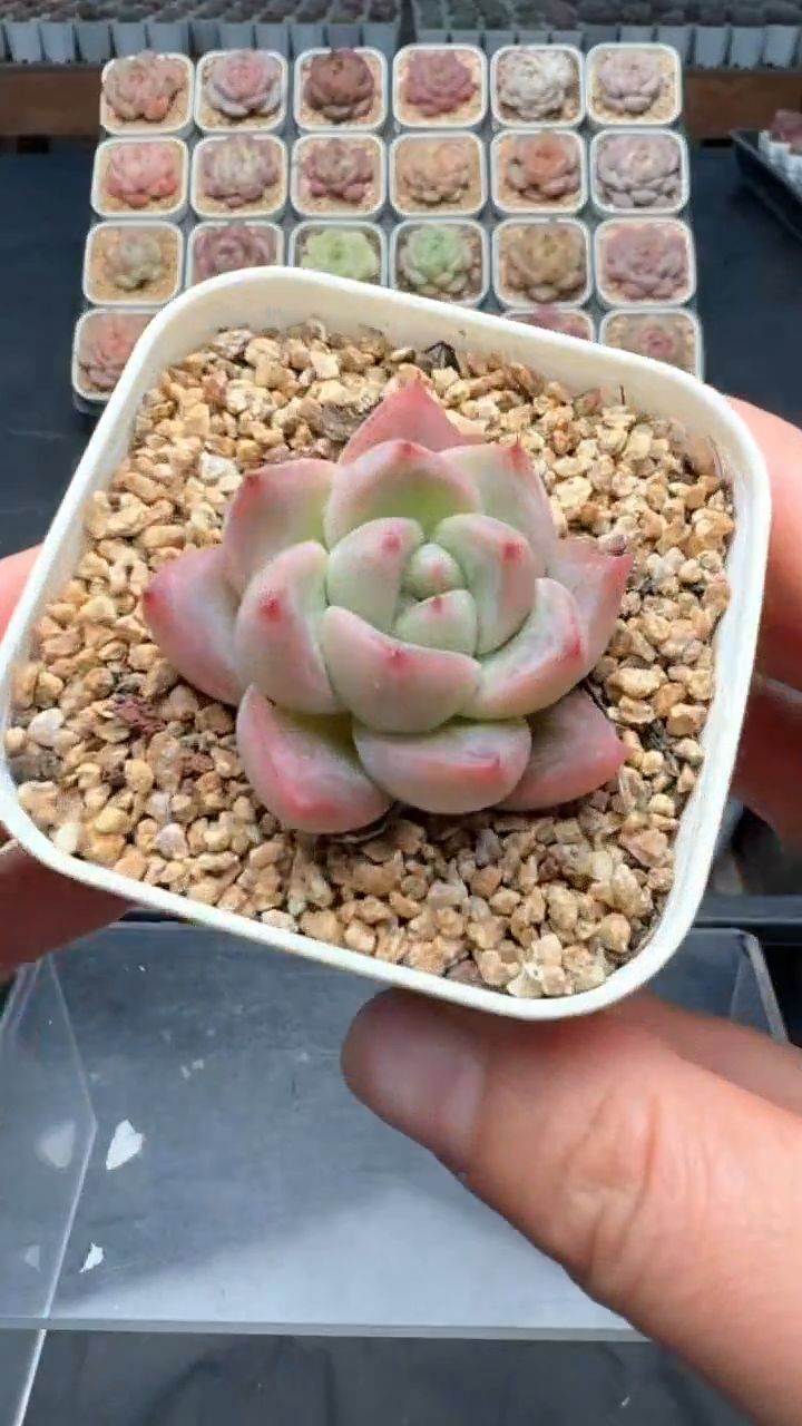 【闪购商品】995号珍妮多肉一物一拍3单包邮