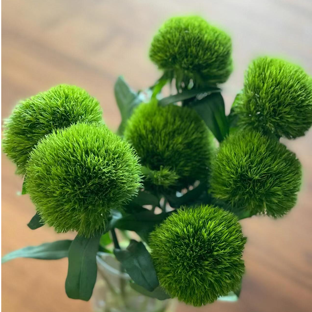 吉朵鲜花福利『绿毛球10支』家居养花 绿毛球 鲜花次日达 养护教程联系客服