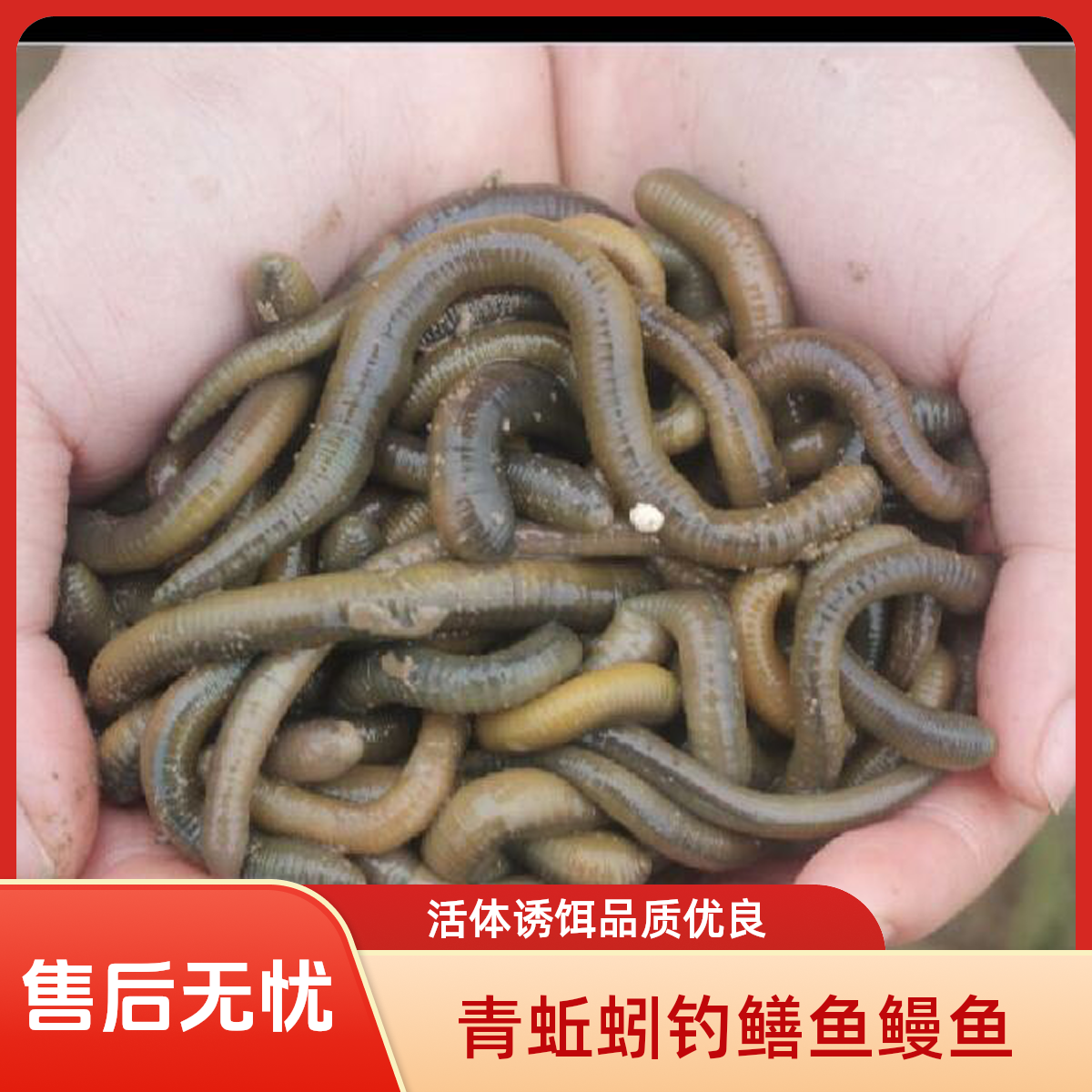 青蚯蚓黑蚯蚓鲜活地龙黄鳝鳝鱼鳗鱼昂刺鱼诱饵活体地龙干