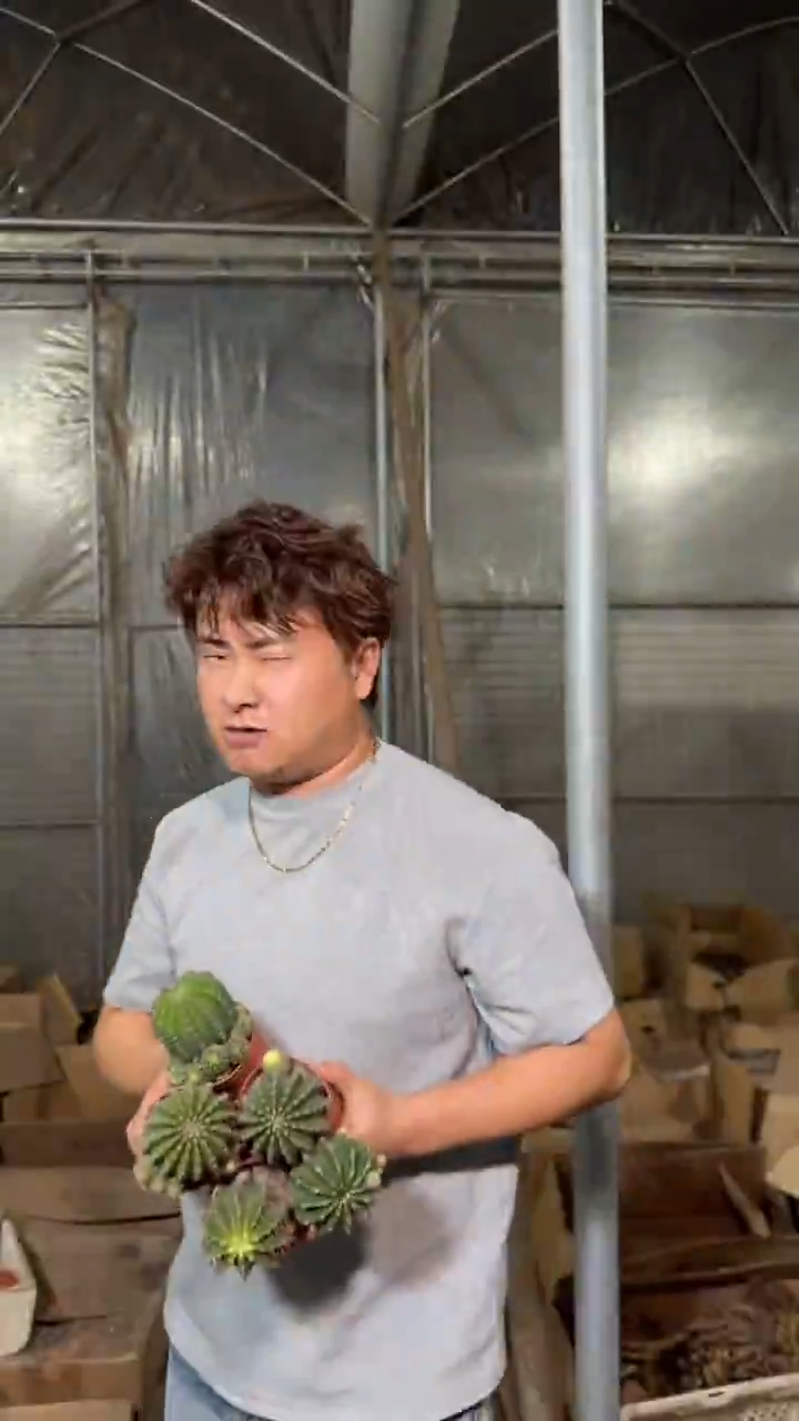 6颗 实生根 席克氏彩草 4-6cm