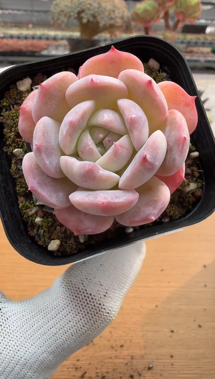 东云多肉园二店-153