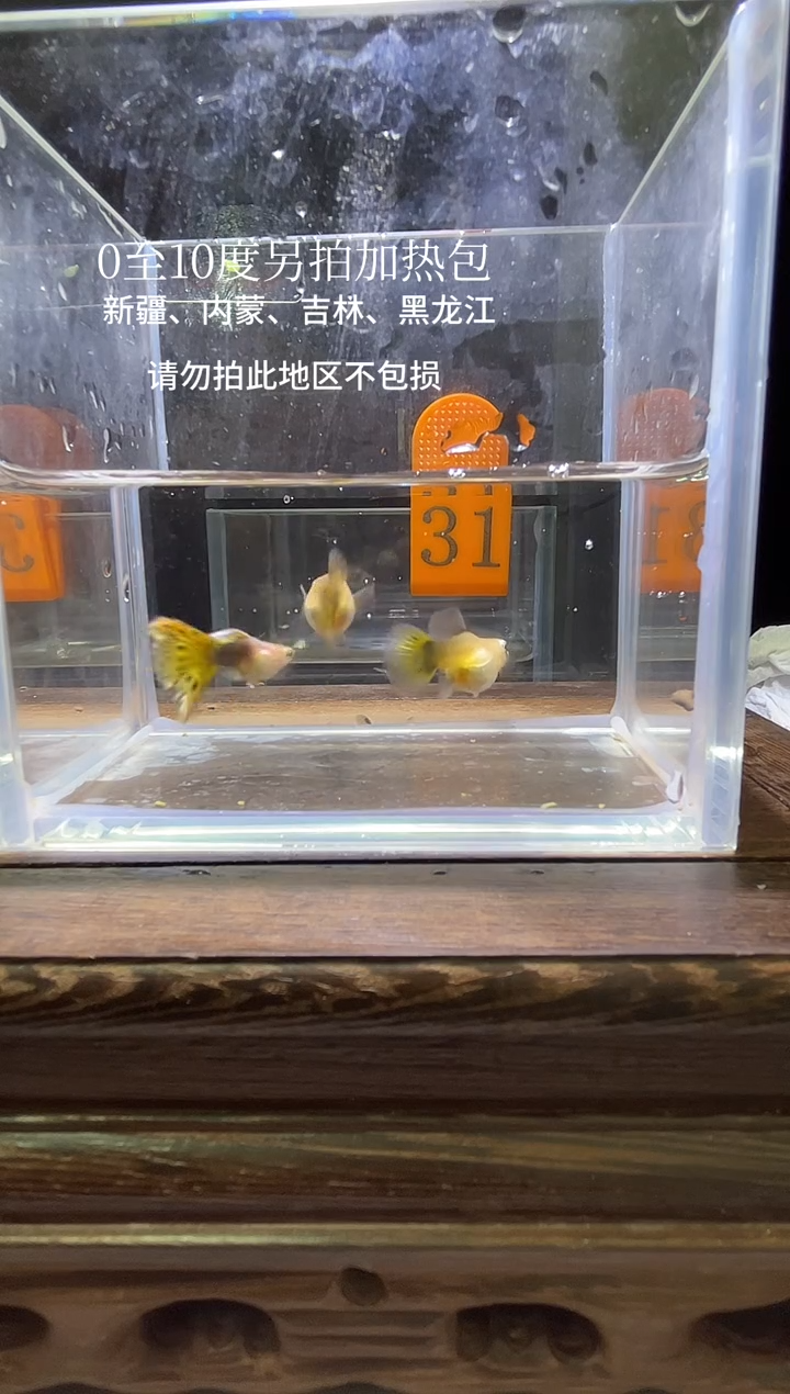 孔雀鱼黄龙球普通体编号31