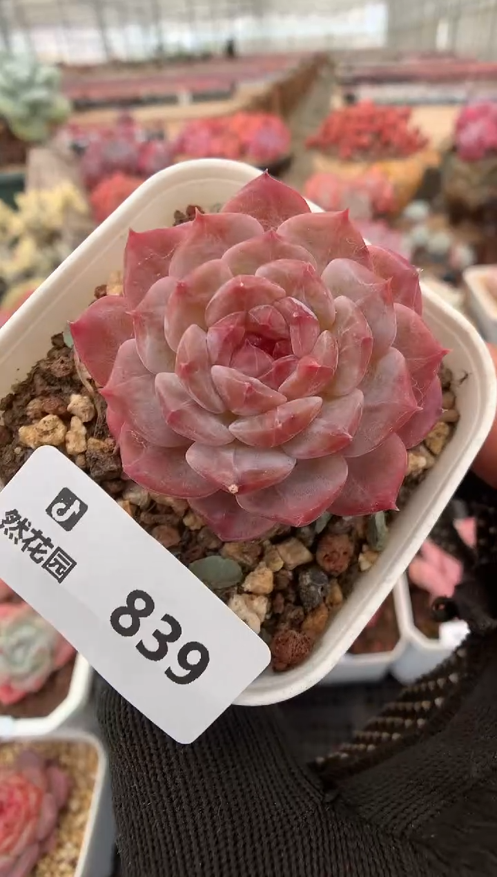 839琥珀一物一拍