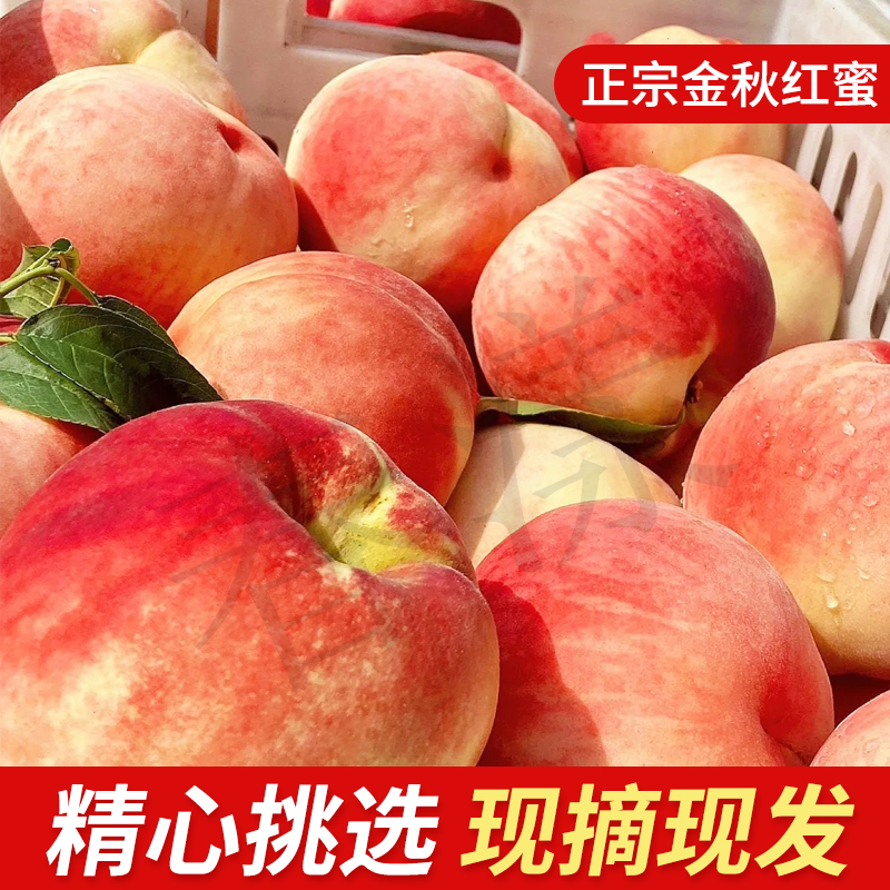 【产地直采直发】正宗山东蒙阴金秋红蜜桃新鲜现摘水果脆甜多汁5