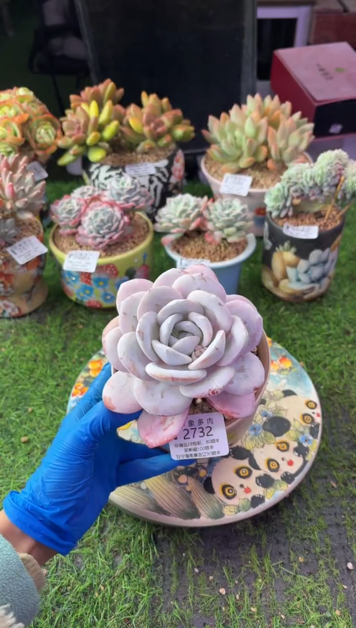 昆明印象多肉2732