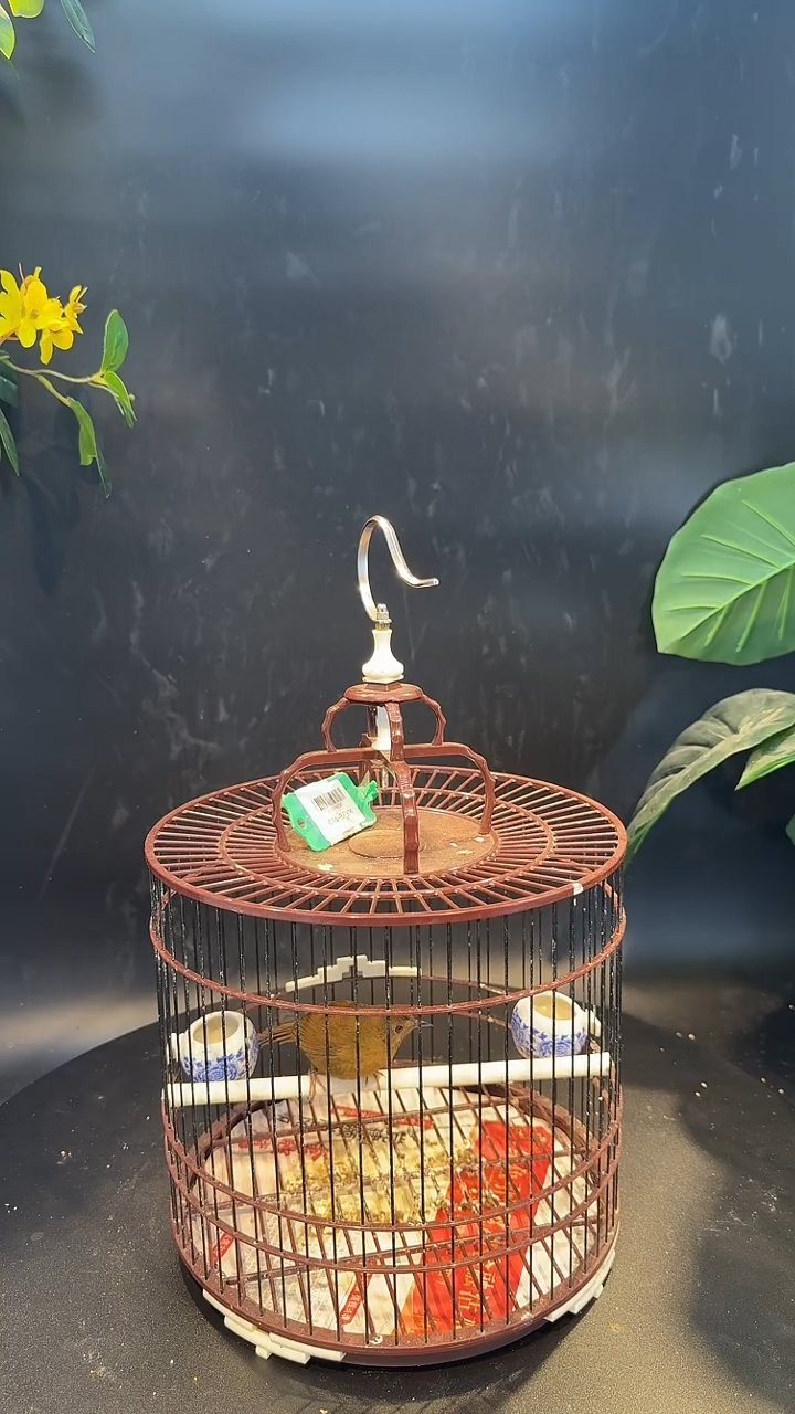 2号白腹养笼0元起拍