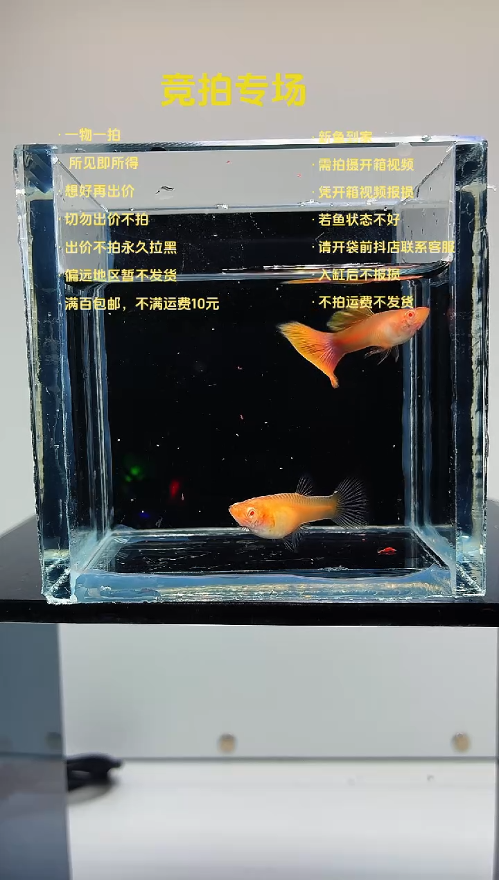 孔雀鱼金粉一对-70