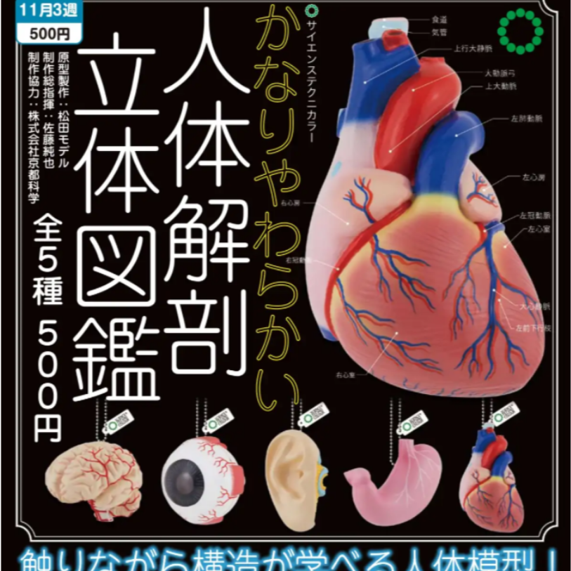 奇谭俱乐部IKIMON STC图鉴人体解剖立体模型图鉴教具 吊饰 扭蛋