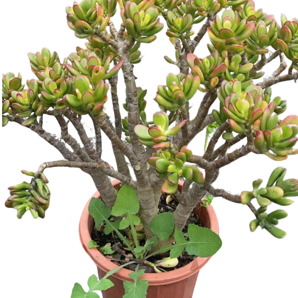 地栽招财猫 好看好养 新手必备 精品多肉植物 云南昆明发货