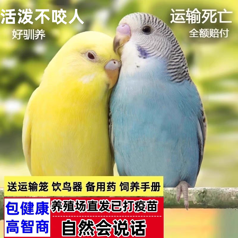 【云斑鹦鹉*2只】会说话的彩色云斑鹦鹉鹦鹉手养宠物亲人上手鹦鹉