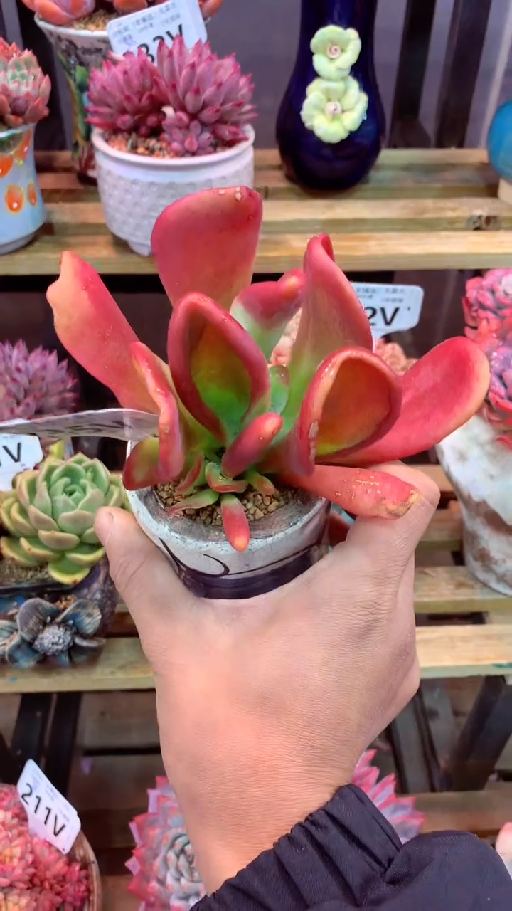 235V（一物一拍，精品多肉，w所见即所得 ）