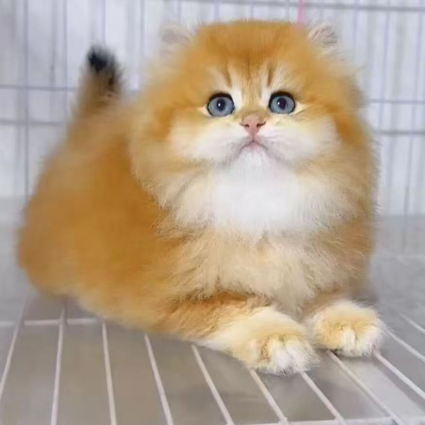 【LuoCoCo洛可可】猫咪活体