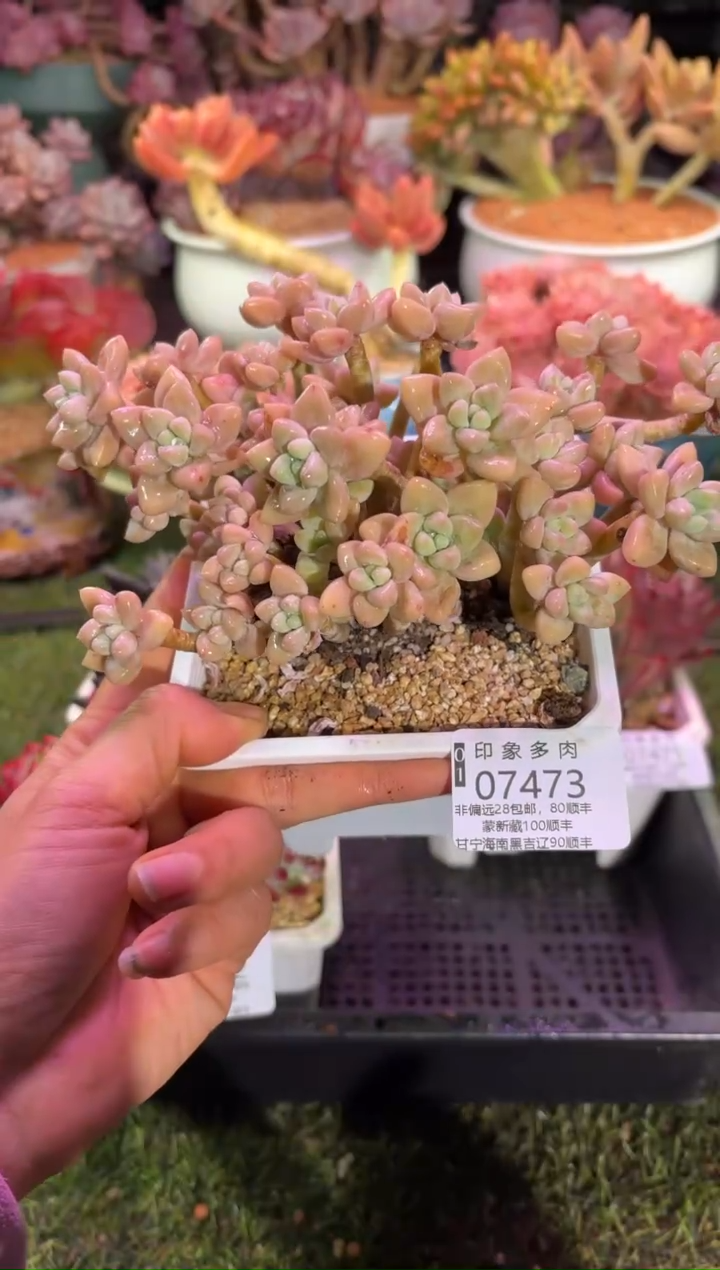 【闪购商品】07473