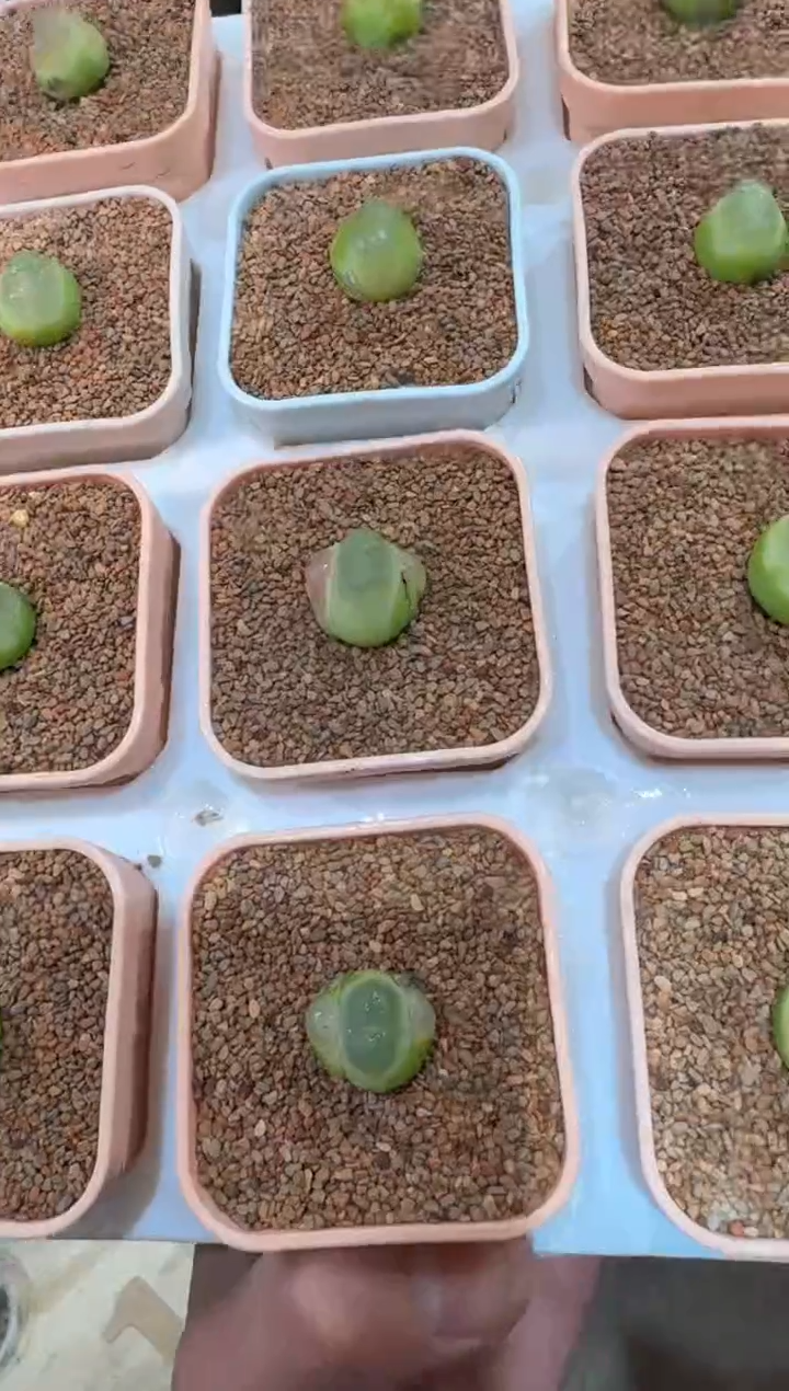 113多肉植物肉锥拉登一颗