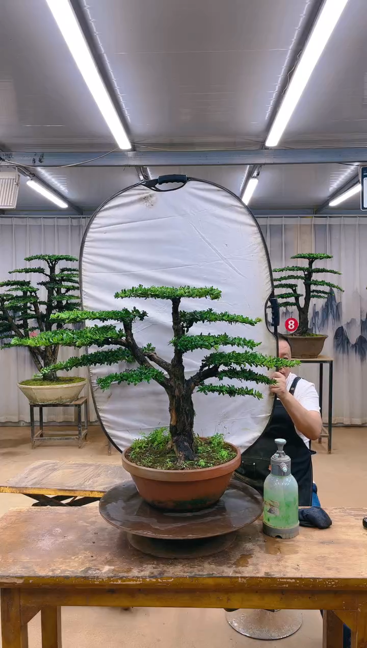 无花朵精品盆景  一物一拍