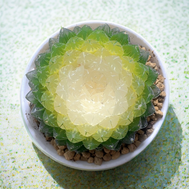 水晶宝莲灯玉露多肉植物室内阳台客厅花卉小型盆栽绿植多肉玉露