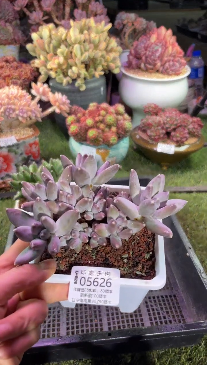 【闪购商品】05626