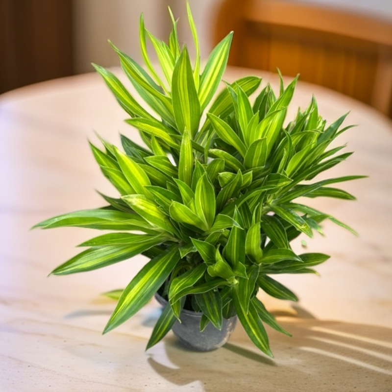 金心百合竹净化空气客厅办公室植物