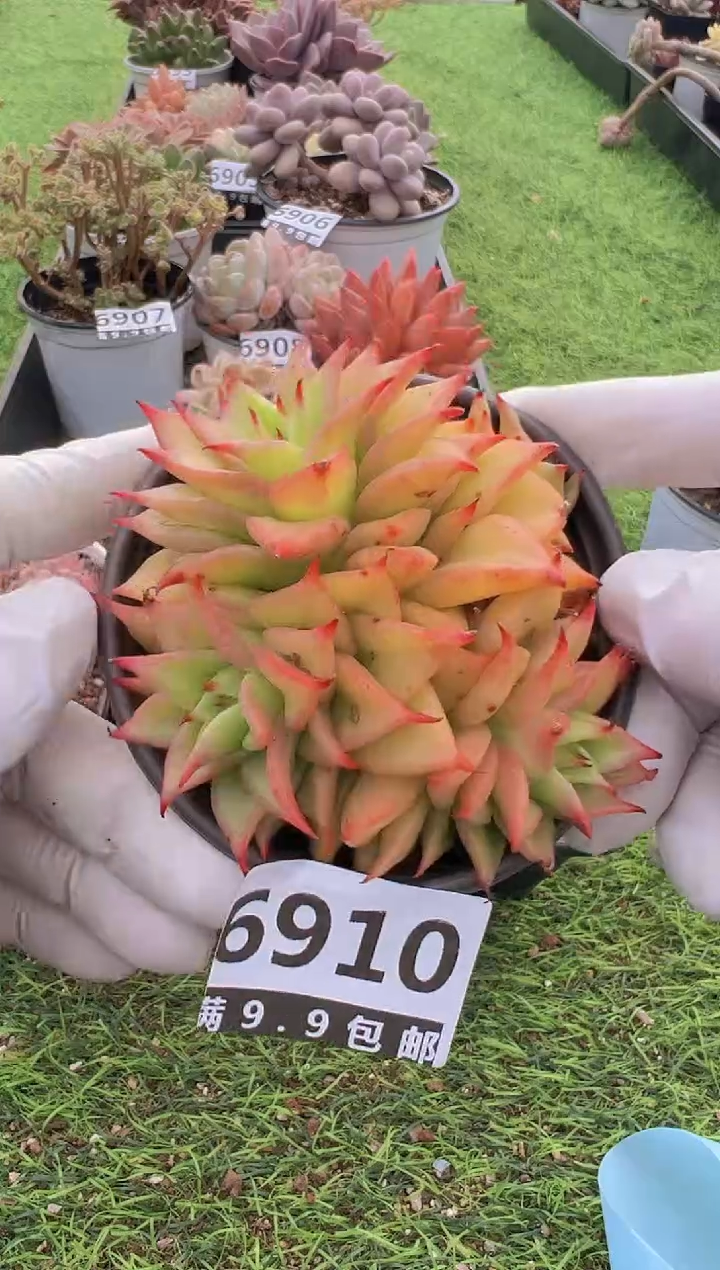 【闪购商品】信福多肉一物一拍1