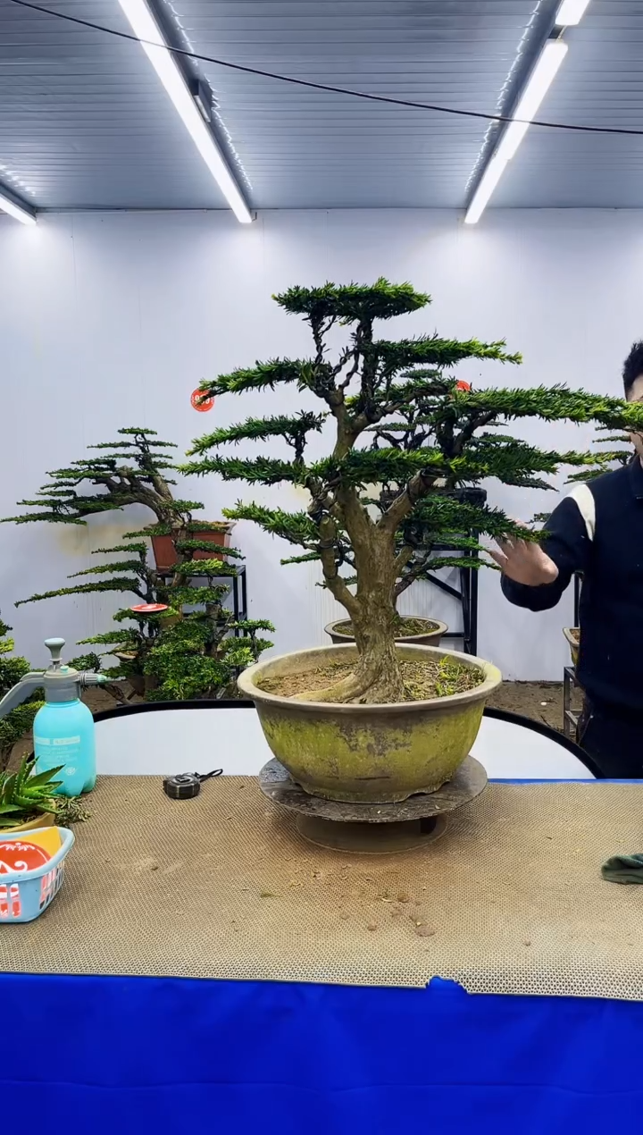 完全开放一物一拍，所见即所得