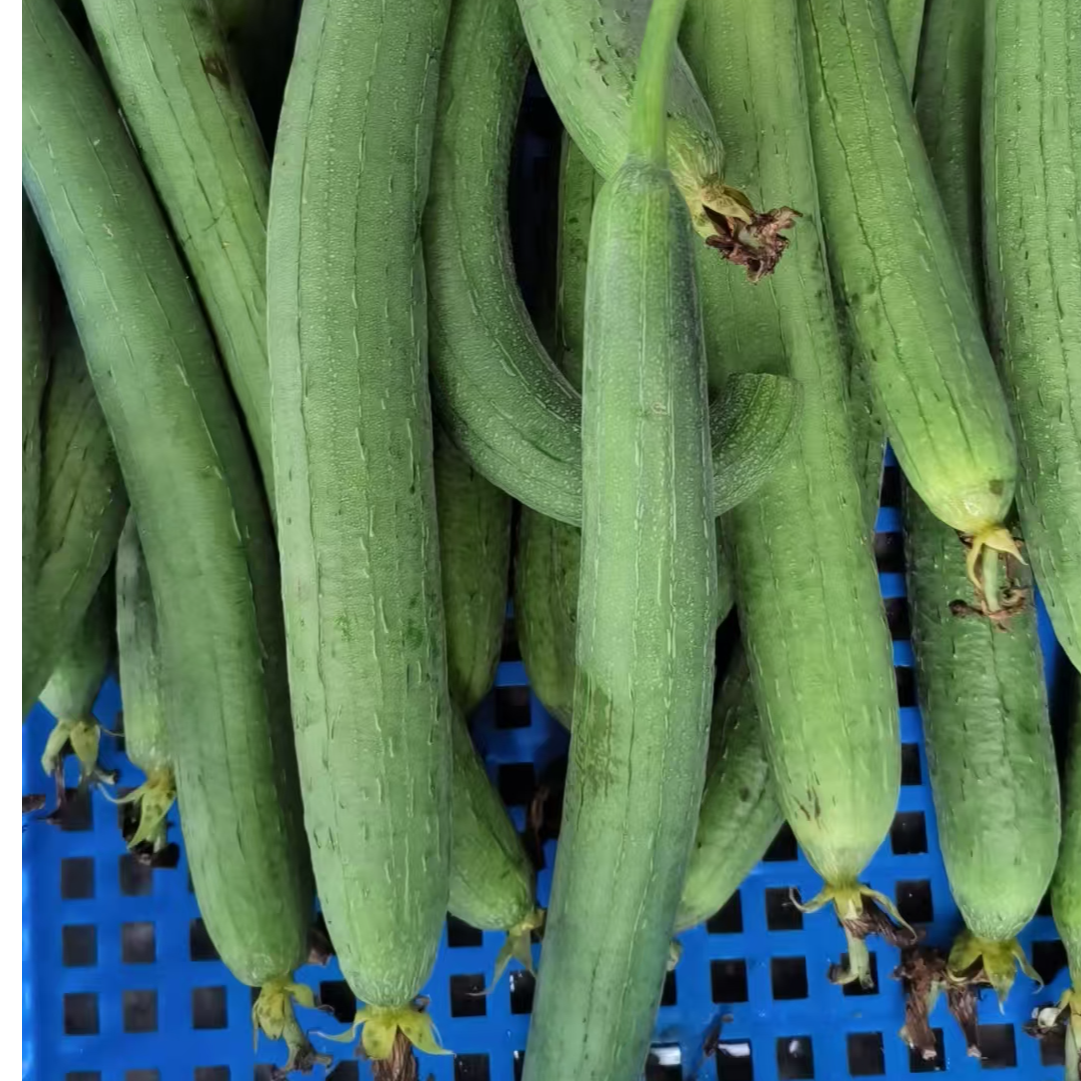 （书记助农）丝瓜5斤