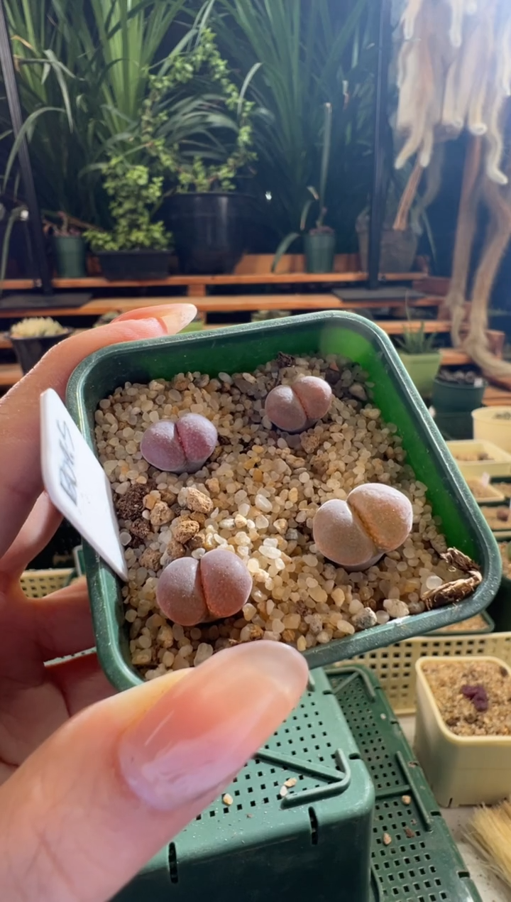 924..................一盆