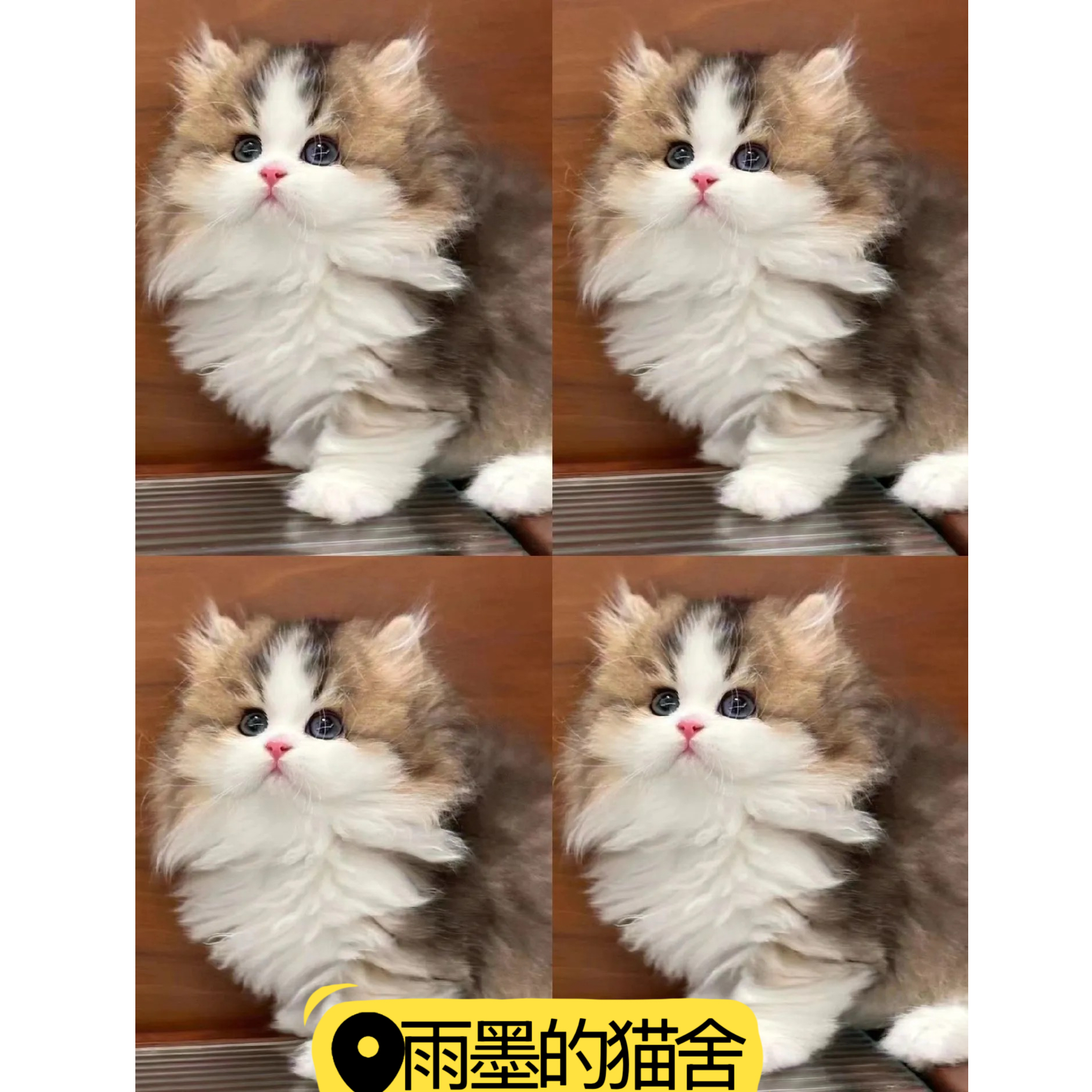 雨墨的矮脚拿破仑猫咪