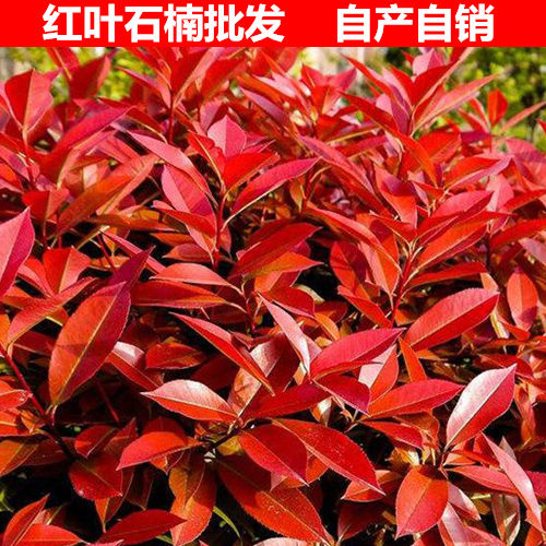 红叶石楠树苗大树四季常青庭院绿化工程绿植花卉