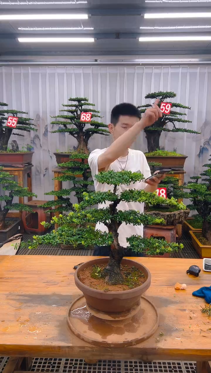 无花朵精品盆景直播间一物一拍