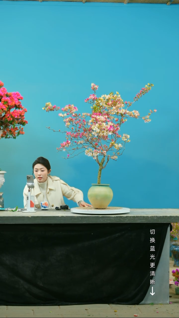 【闪购商品】盆景三角梅盆景