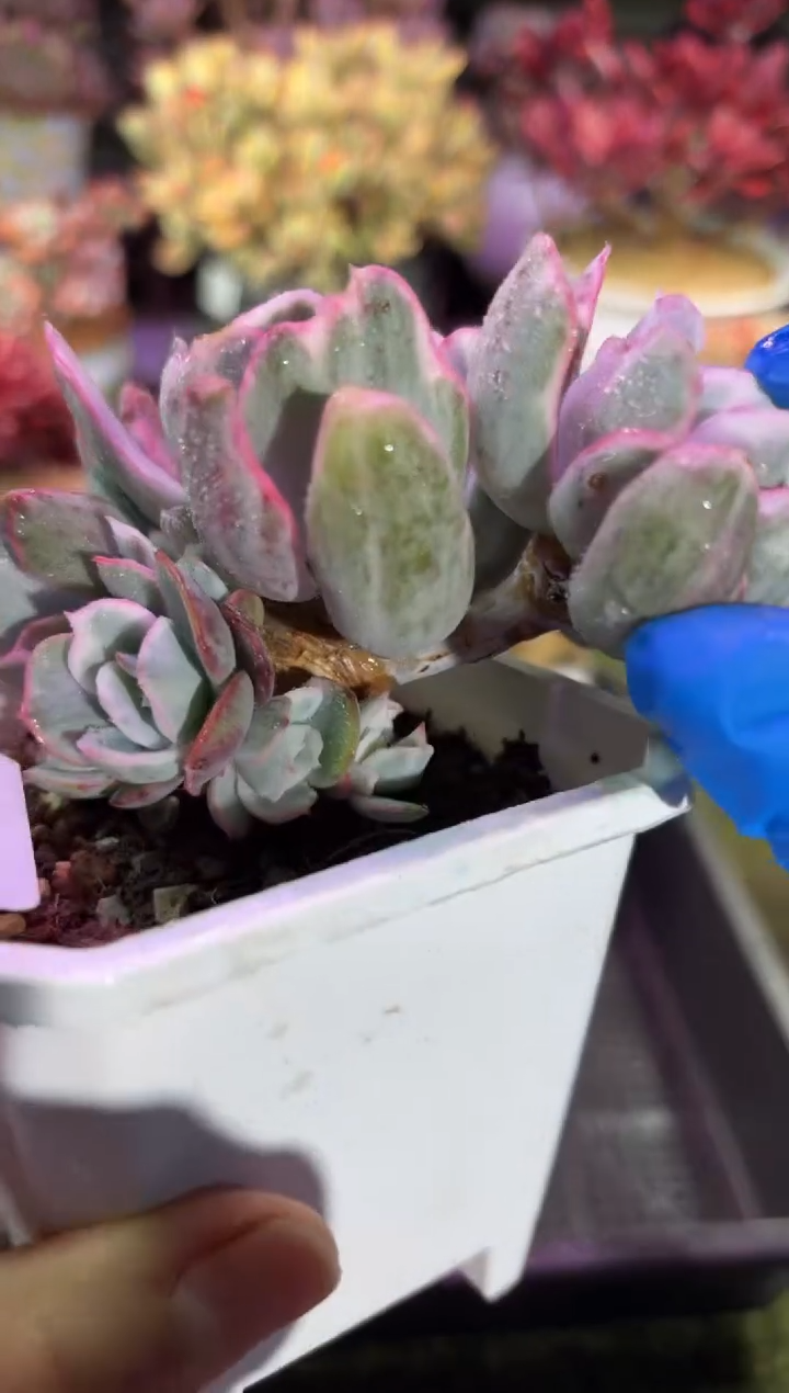 【闪购商品】02872