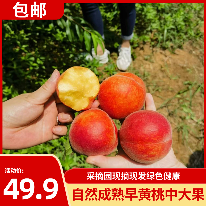 丰泽湖生态园现摘早黄桃 新鲜5斤皮薄多汁甜蜜包邮
