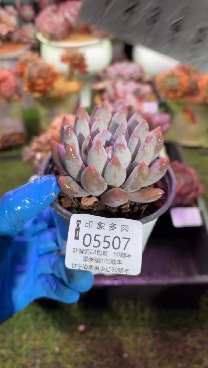 【闪购商品】05507