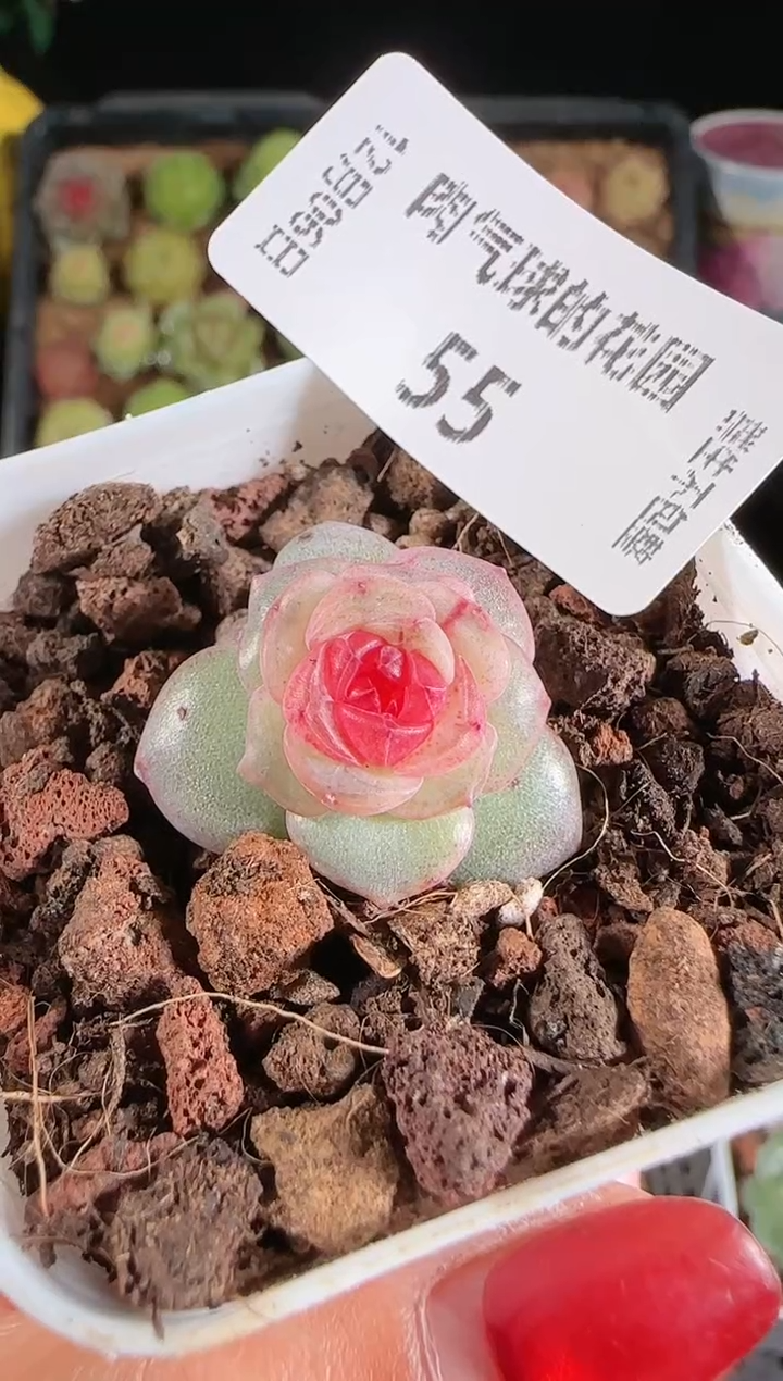 1206-55紫烟多肉群生不包整