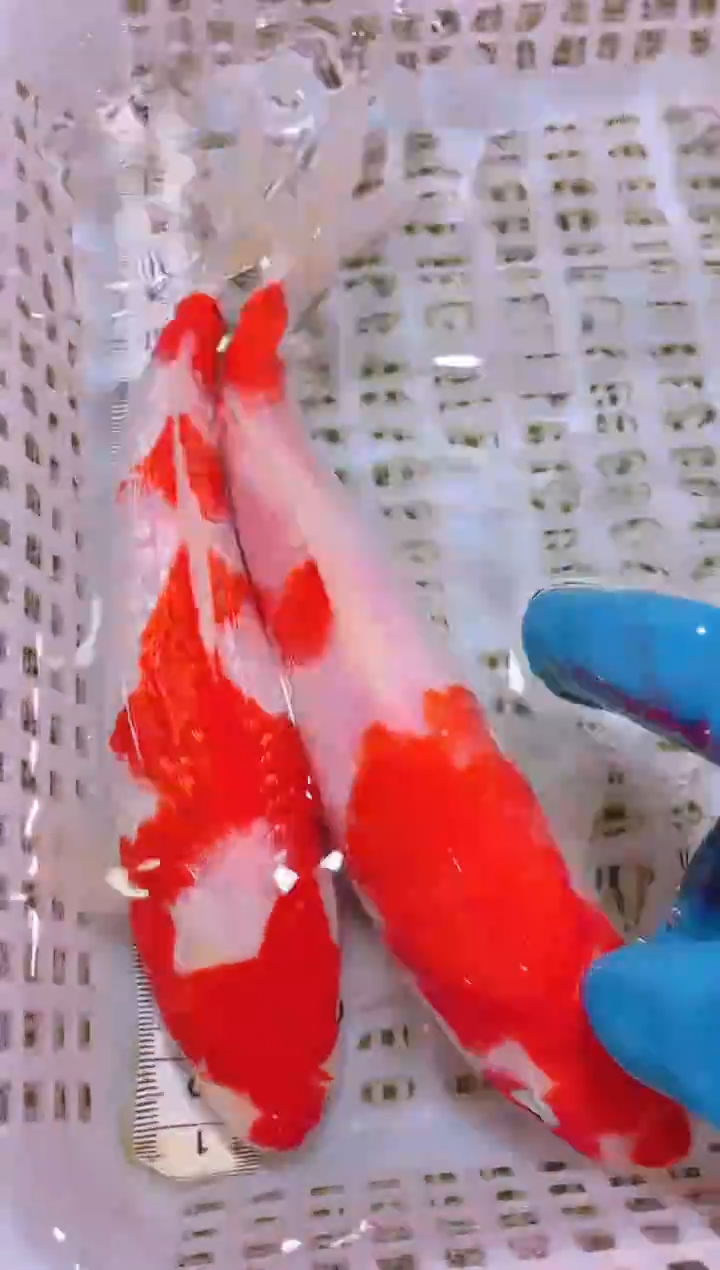 锦鲤冷水观赏鱼全场包邮96