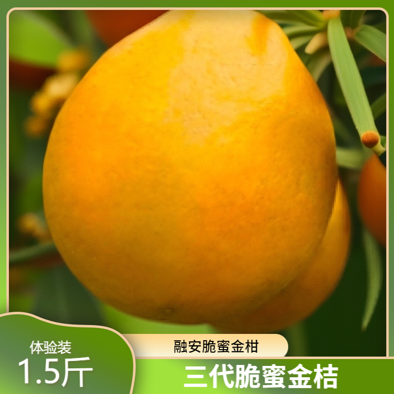 1.5斤元旦福利「大幽 」融安脆蜜金桔 