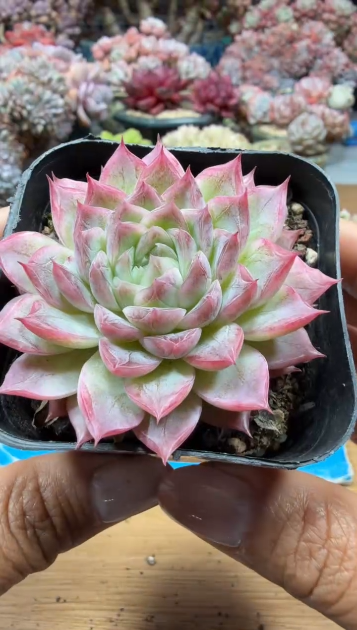 东云多肉园二店-68