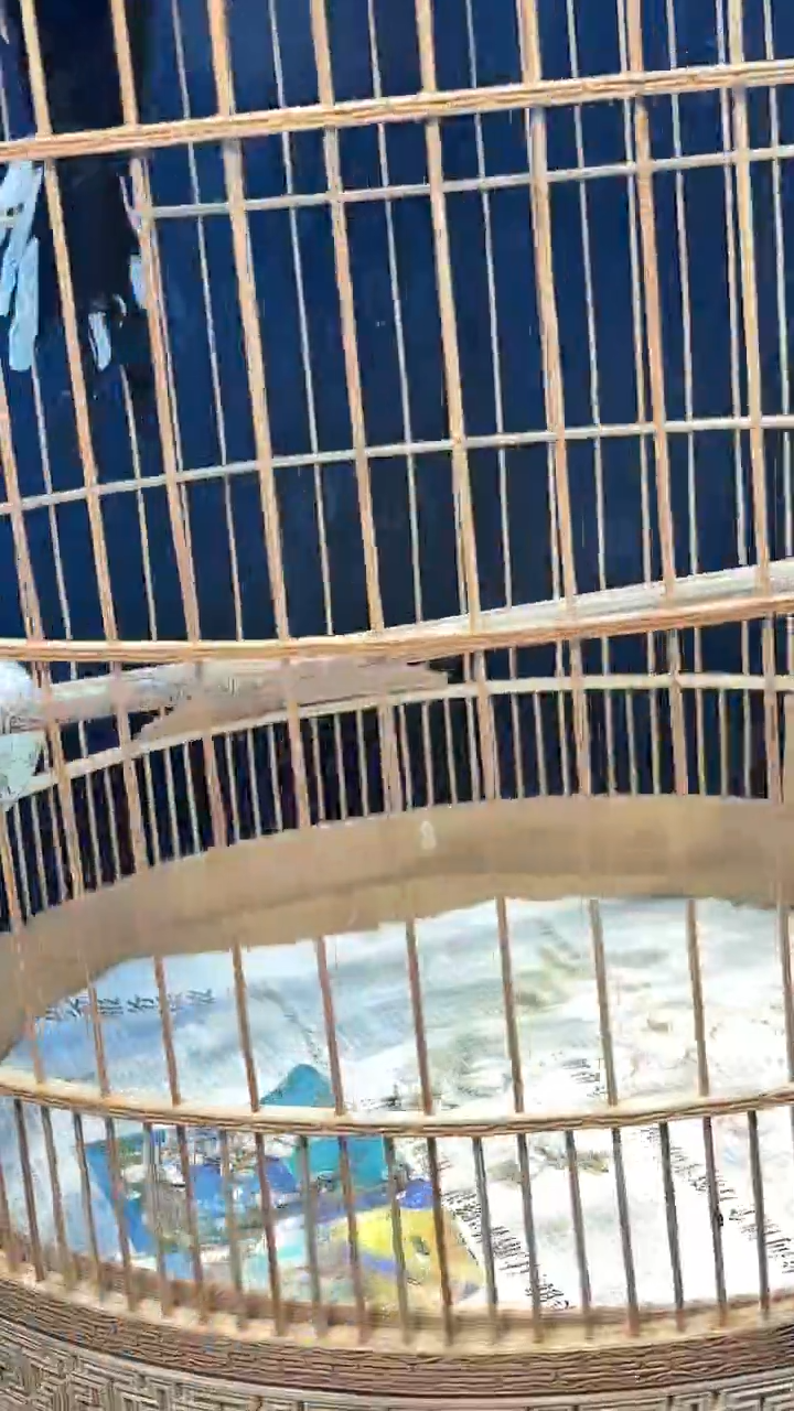 55号长尾养笼0元起拍
