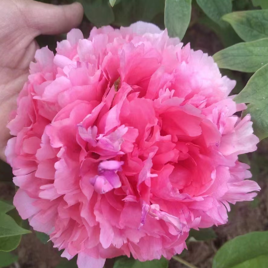 盆栽牡丹【仙桃】基地直发