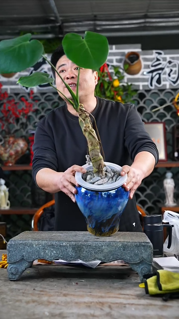 完全开放龟背459+