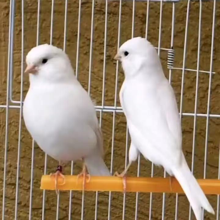 活体玉鸟金青大金黄马赛克红贵皮