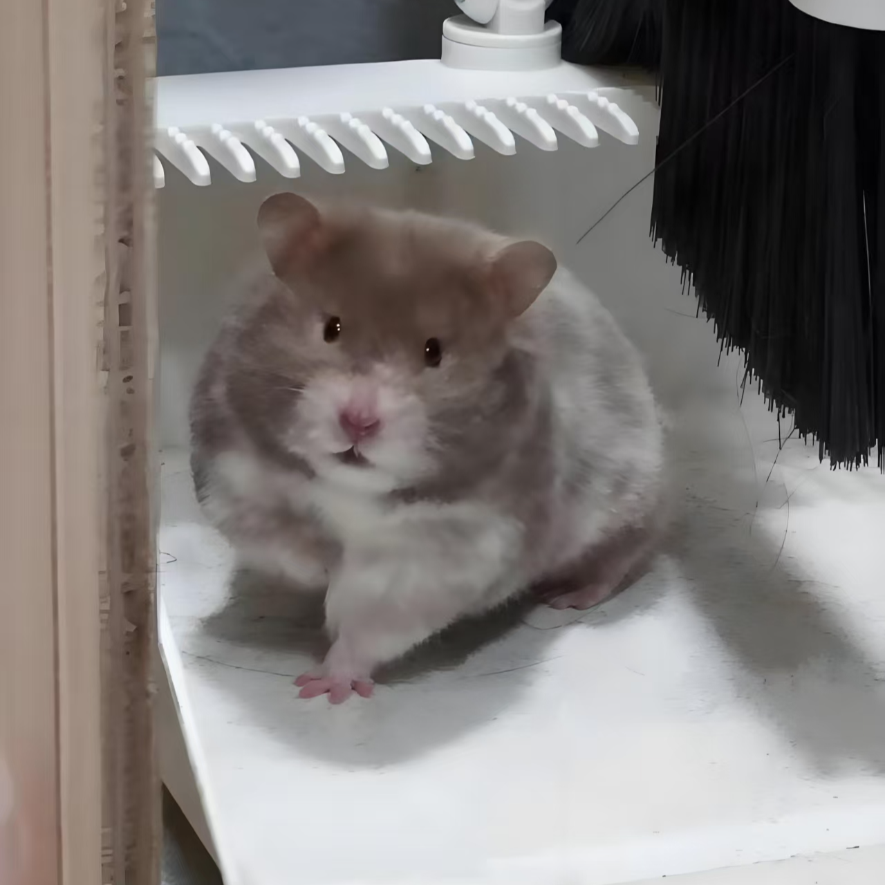 波利/重点/纯色/直毛卷毛/一对一直播间挑选/京东腾盒包邮