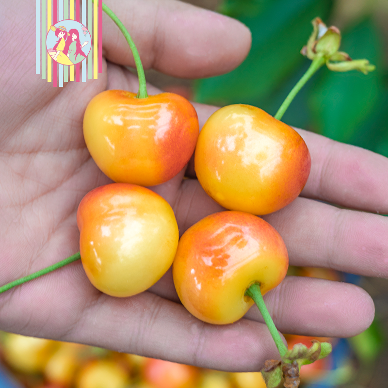 【智利海运】 雷尼尔黄金车厘子 黄樱桃1-4.4斤2-5J内附果径卡