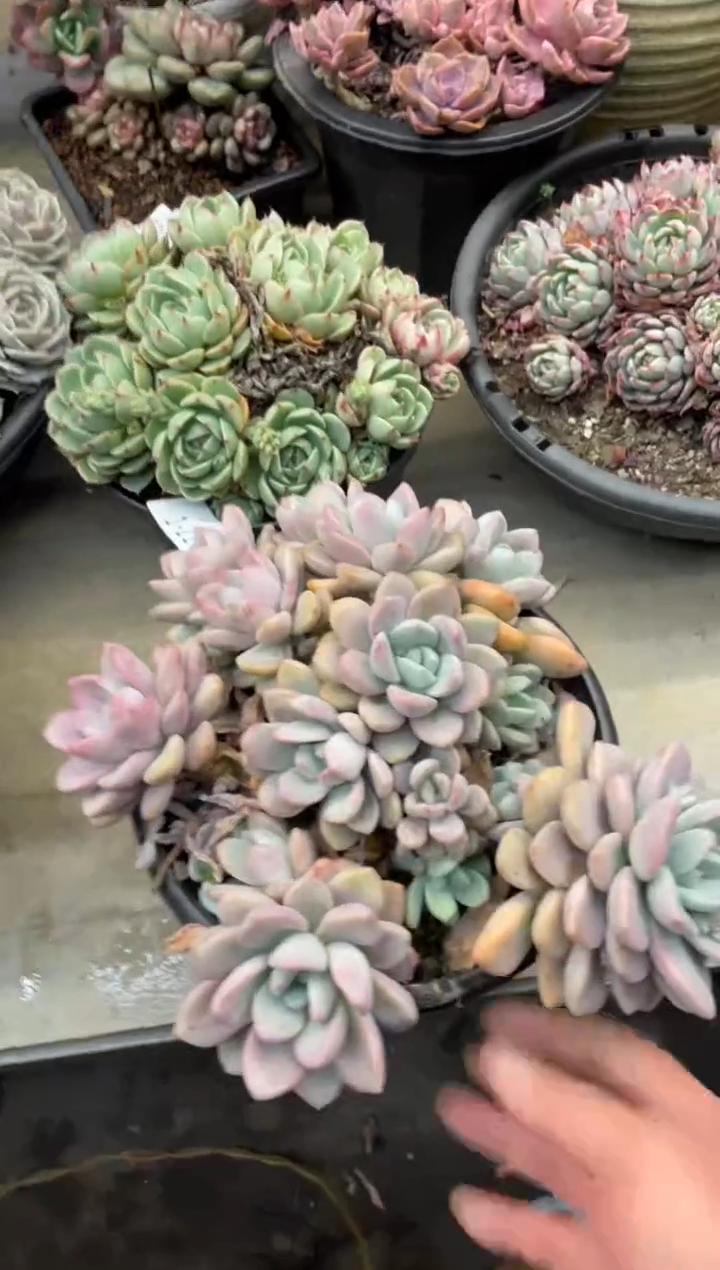 【闪购商品】1-202白鹭