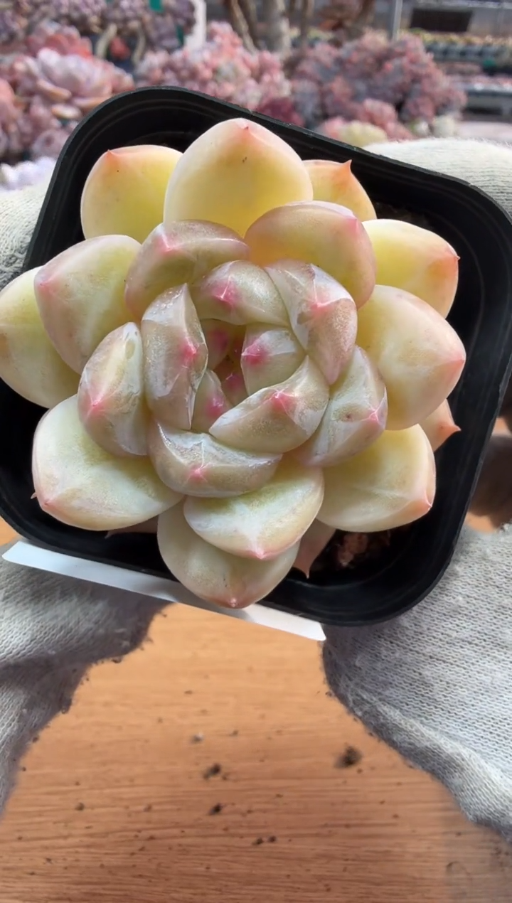 东云多肉园三店-130