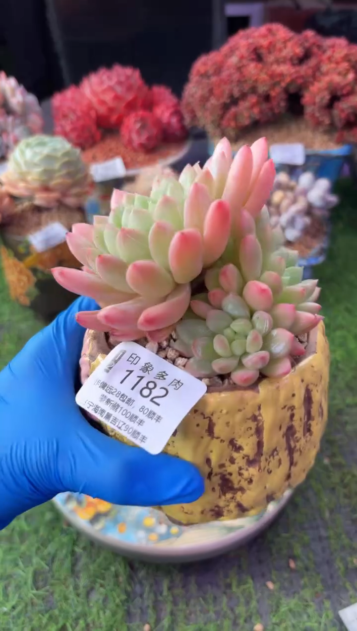 昆明印象多肉1182