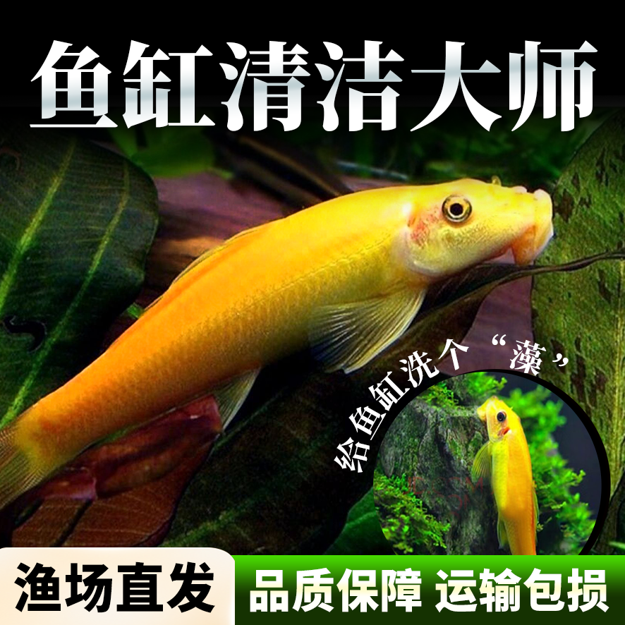 观赏鱼活体工具鱼清洁鱼金苔鼠清道夫除藻鱼缸水族箱