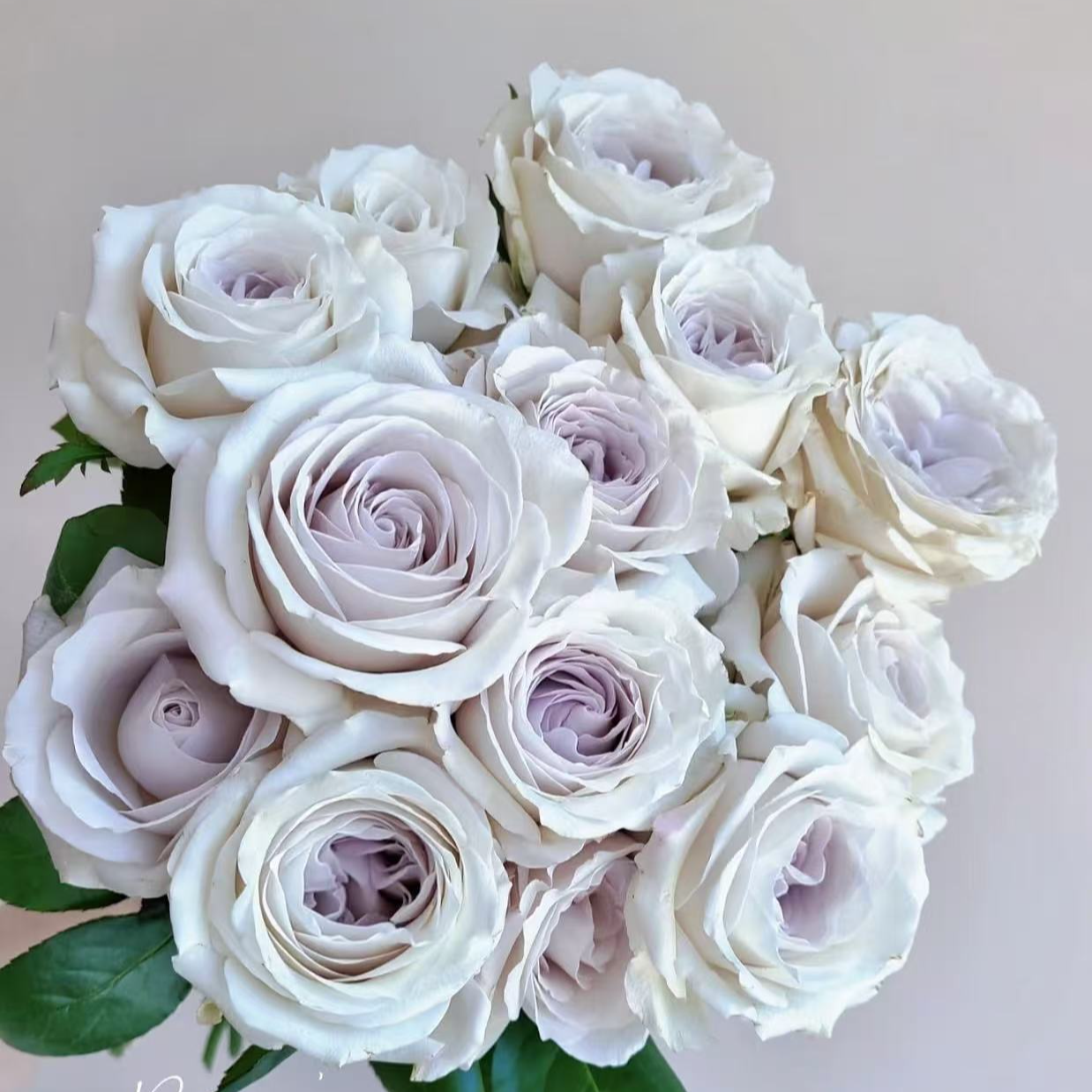 【银色衬裙中苗】四季灌木